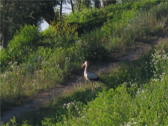 na ranču
